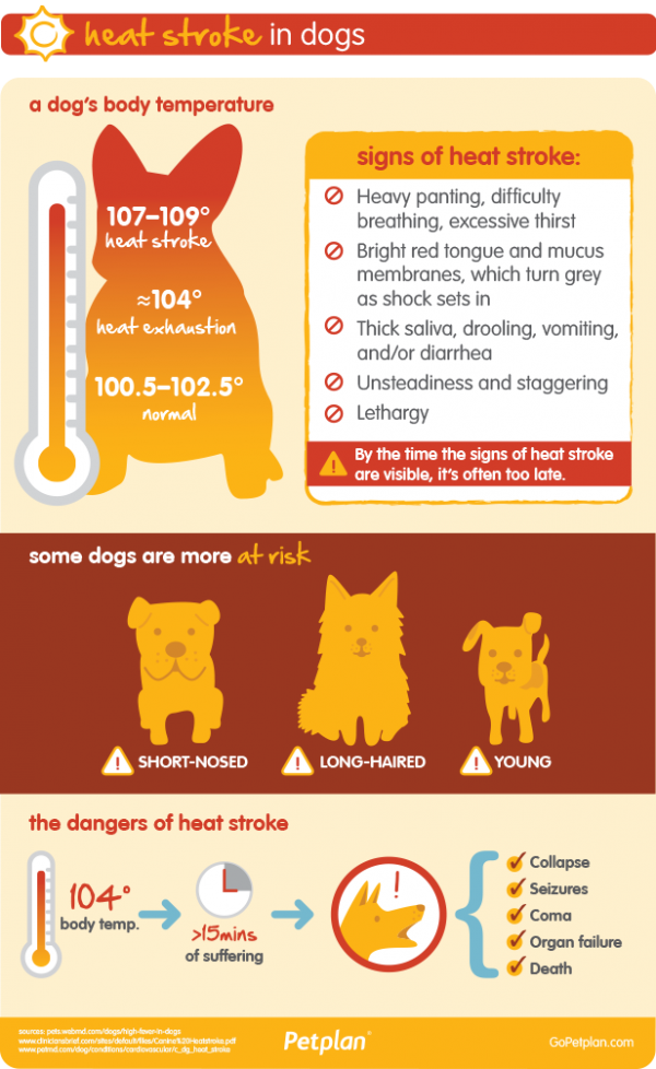 Heat Stroke In Dogs (+ Dehydration & Summer Heatwave)