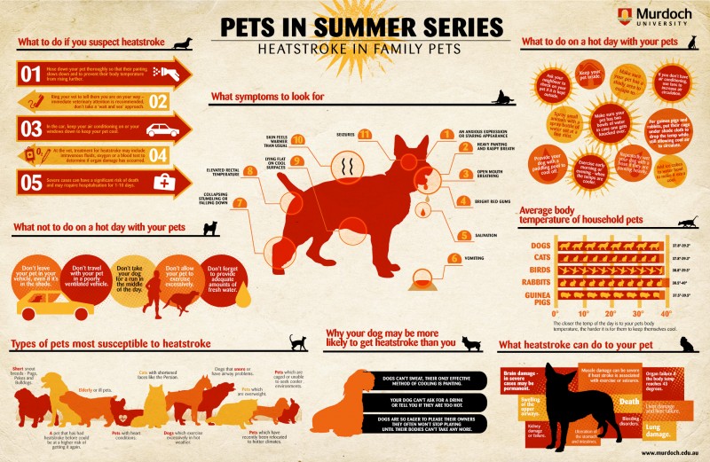 pets and dogs during summer