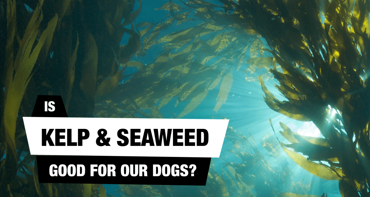 best kelp supplement for dogs