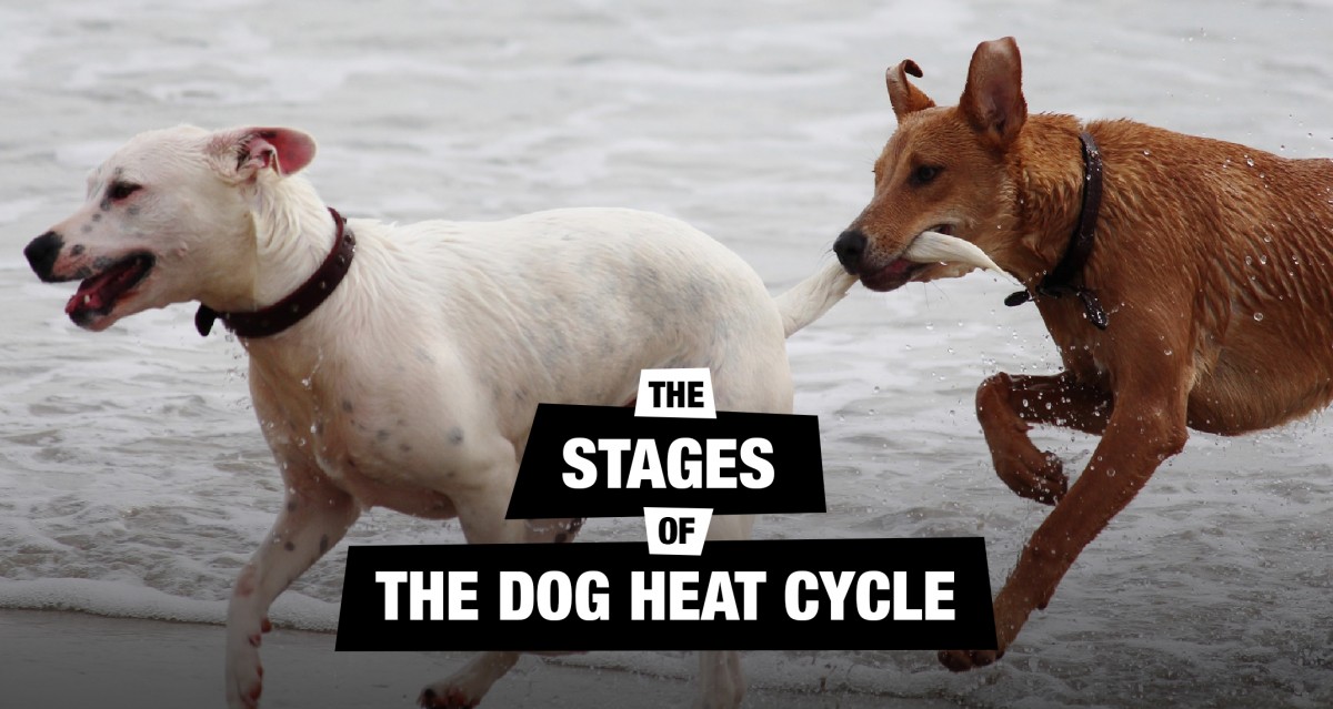 Understanding The Dog Heat Cycle Stages Signs,Frozen Daiquiri Recipe