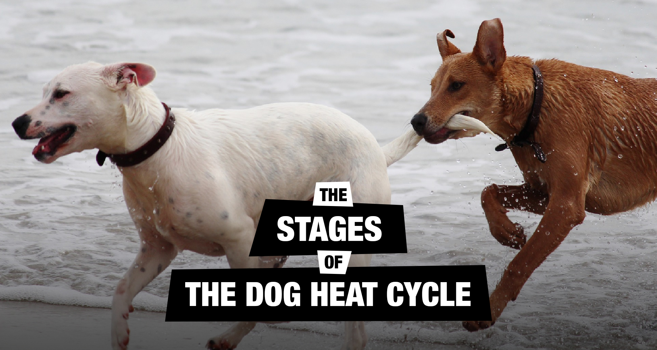 how long are dogs in heat the first time