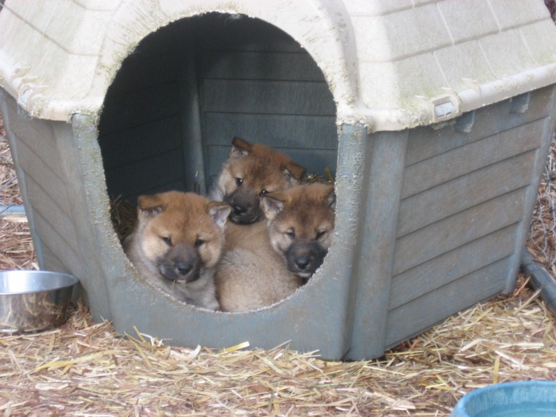 akashima kennel