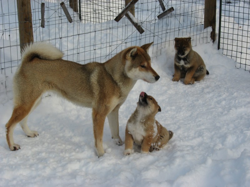 shikoku breeder