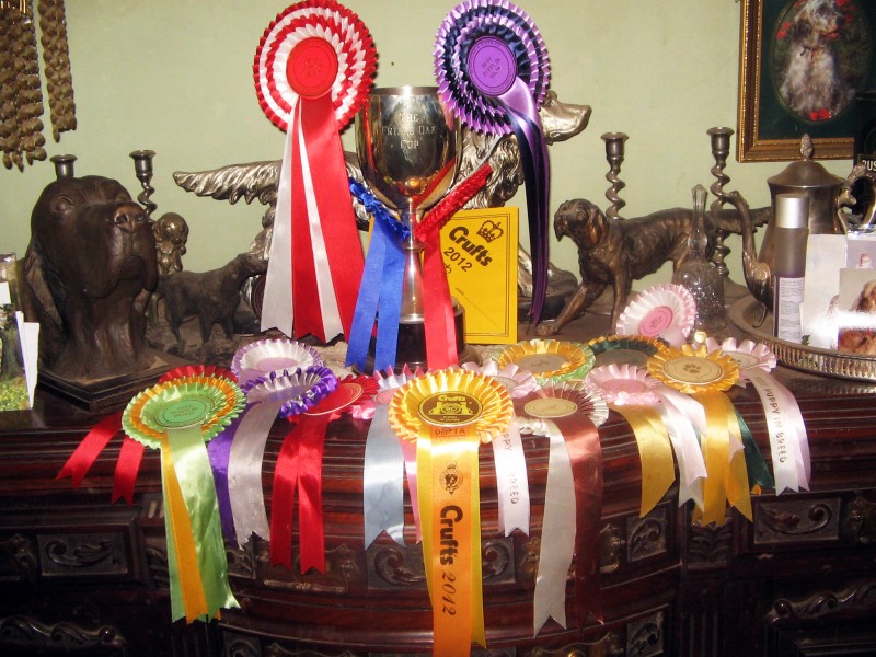 English Setter Champion Certificate