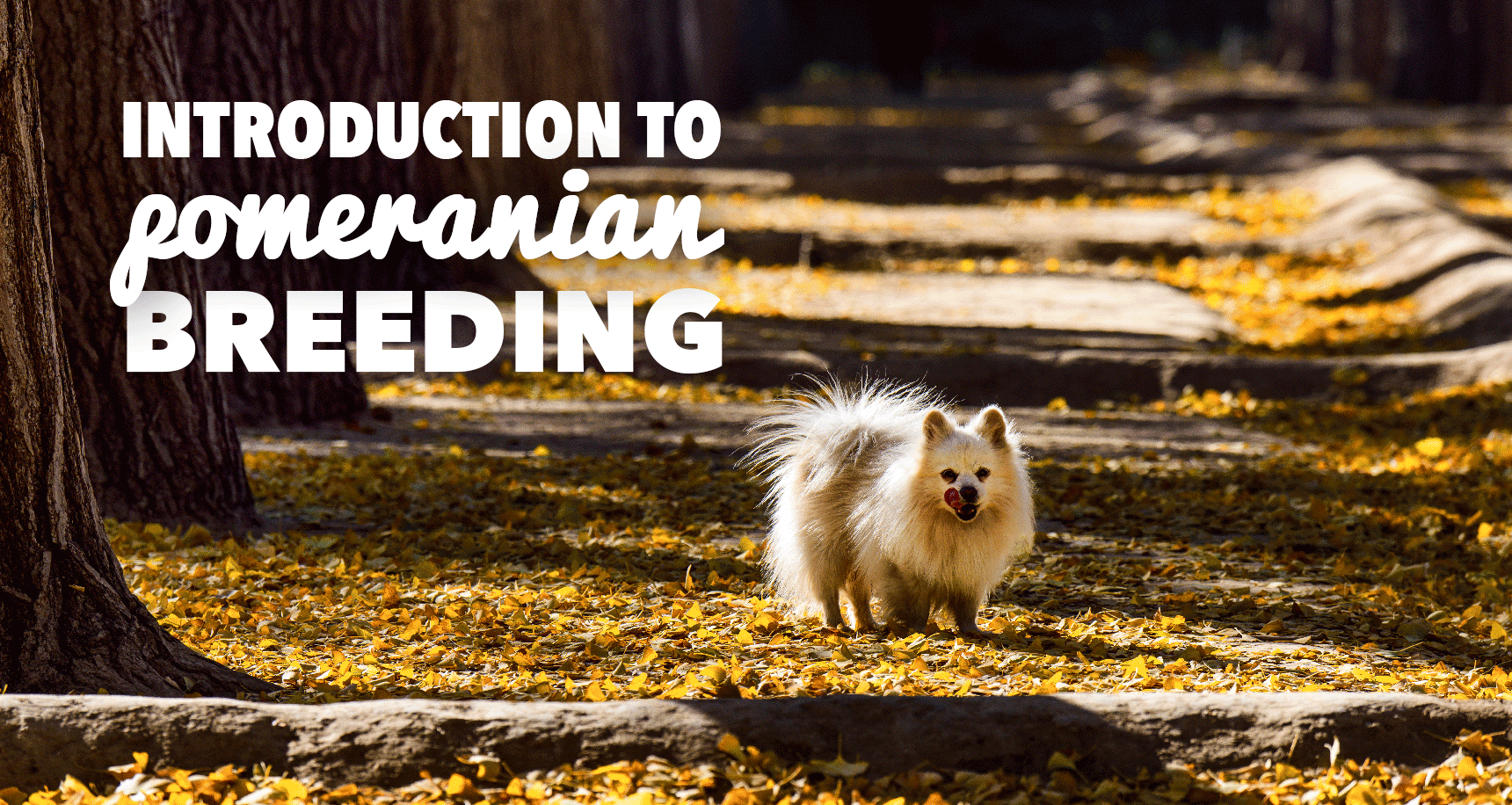 Breeding Pomeranians A Must Read Introduction