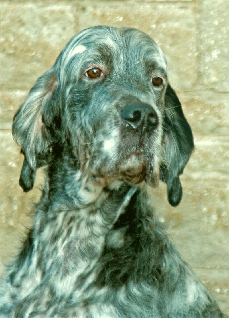 English Setter Face