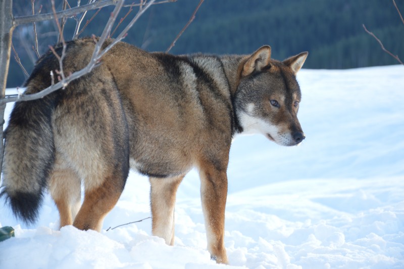 shikoku dog puppies for sale