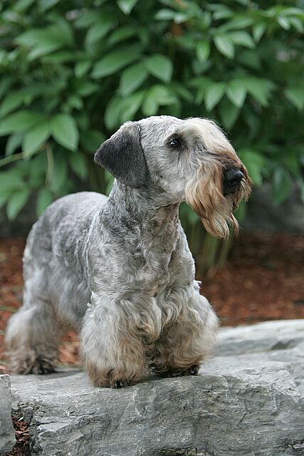 CAN/AUS CH Zlatapraha Elan, nicknamed Brewster and living in Australia.