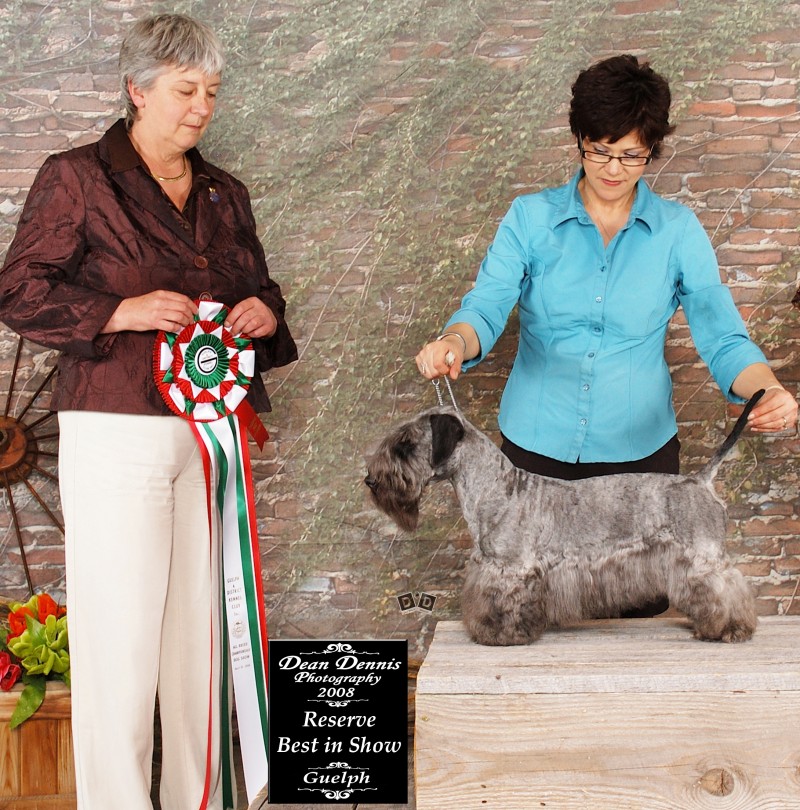 Zlatapraha Brubeck: CAN, US, Mex, Swe, Int'l Champion with 2 Best in Show results.