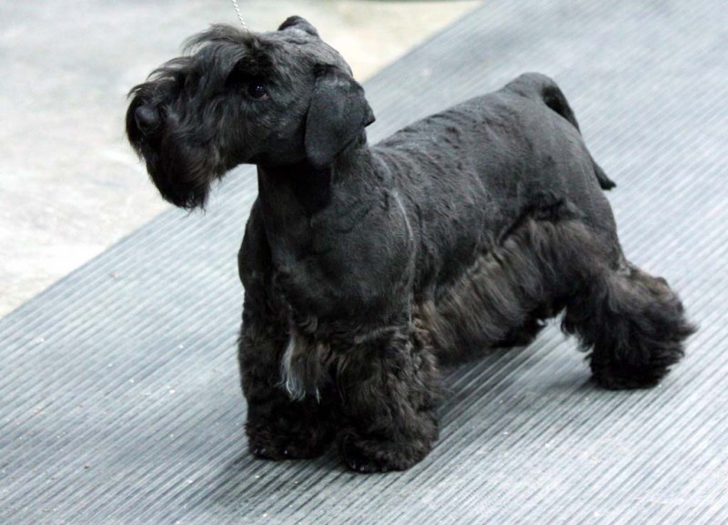 CH Zlatapraha Hancock (Herbie) in the show ring, quite a showman with five Best Puppy in Show awards!