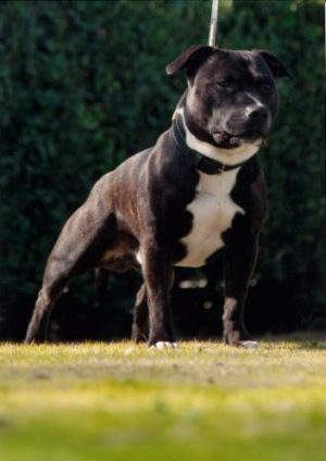 AKC/UKC Grand Champion Camelot's Classico Armani Collezioni CGC