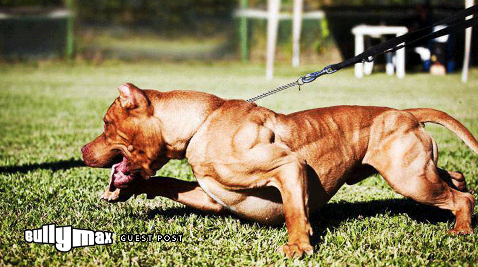 bully max muscle builder for dogs