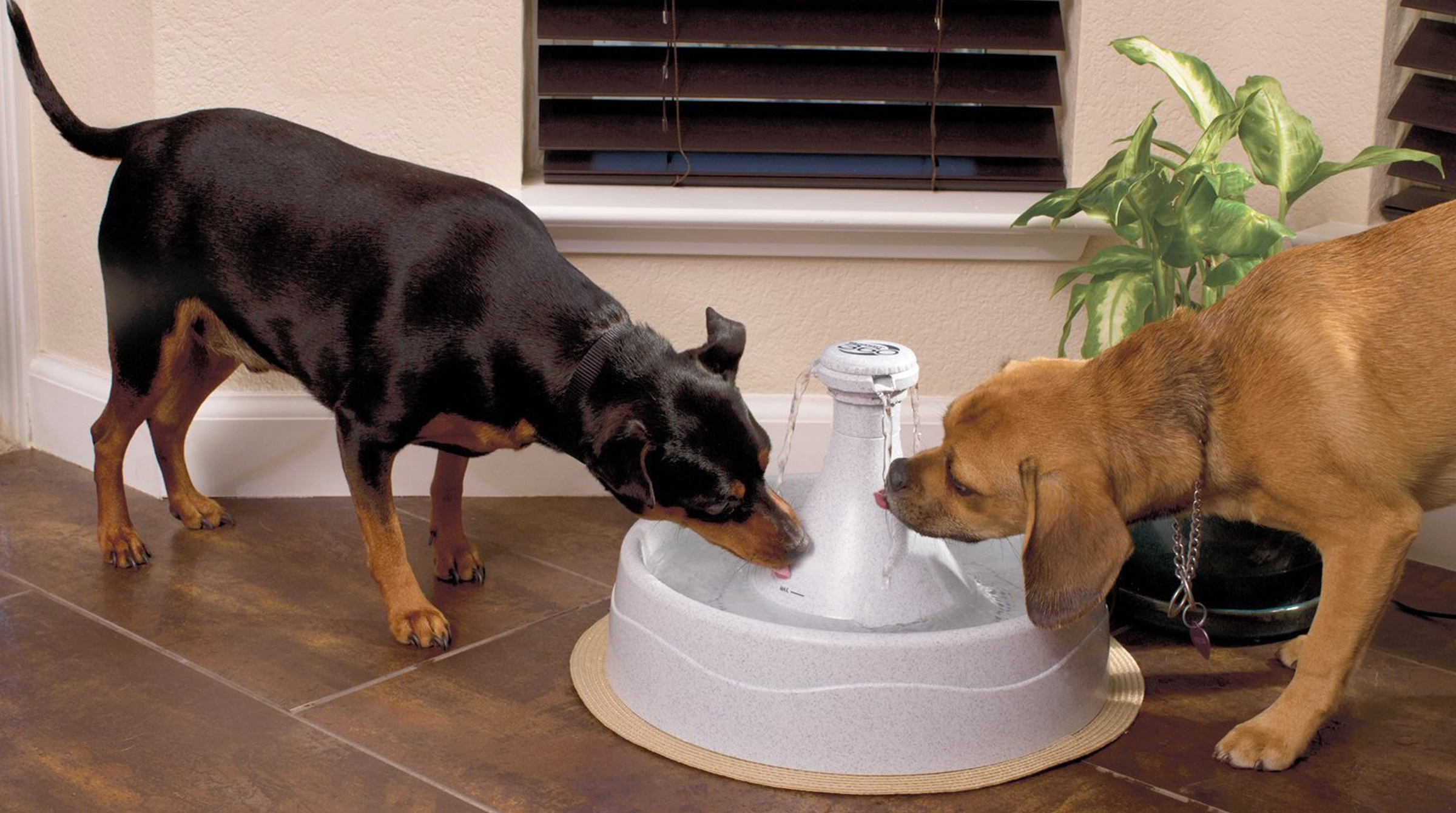 dog water fountain
