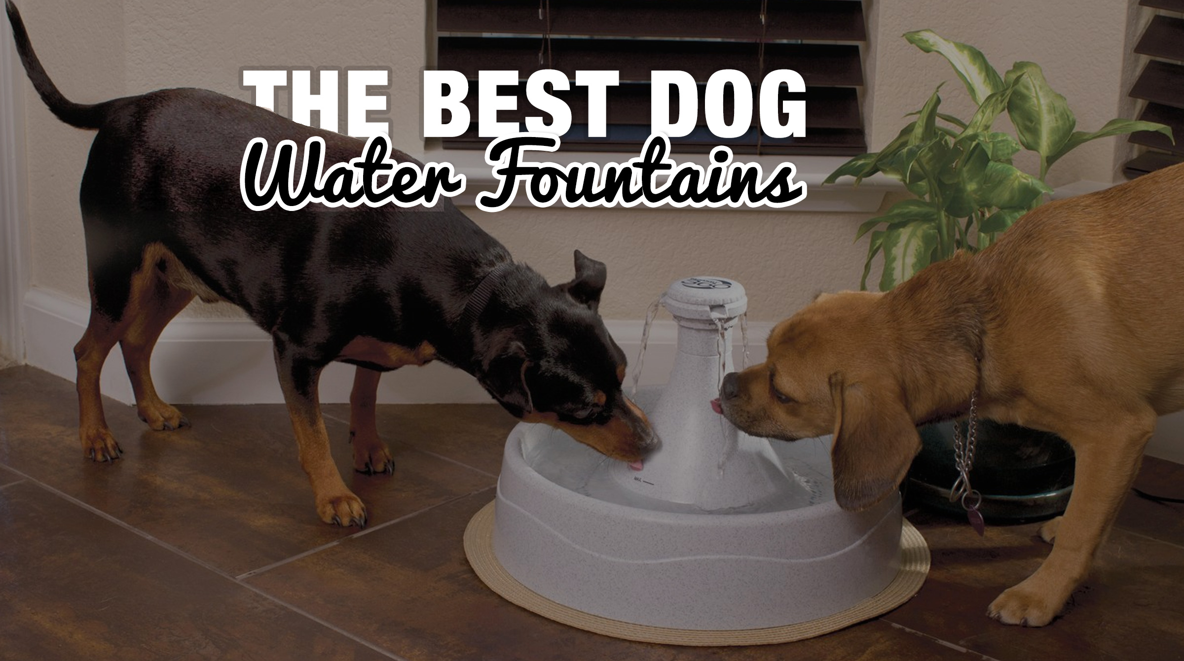 diy water fountain for dogs