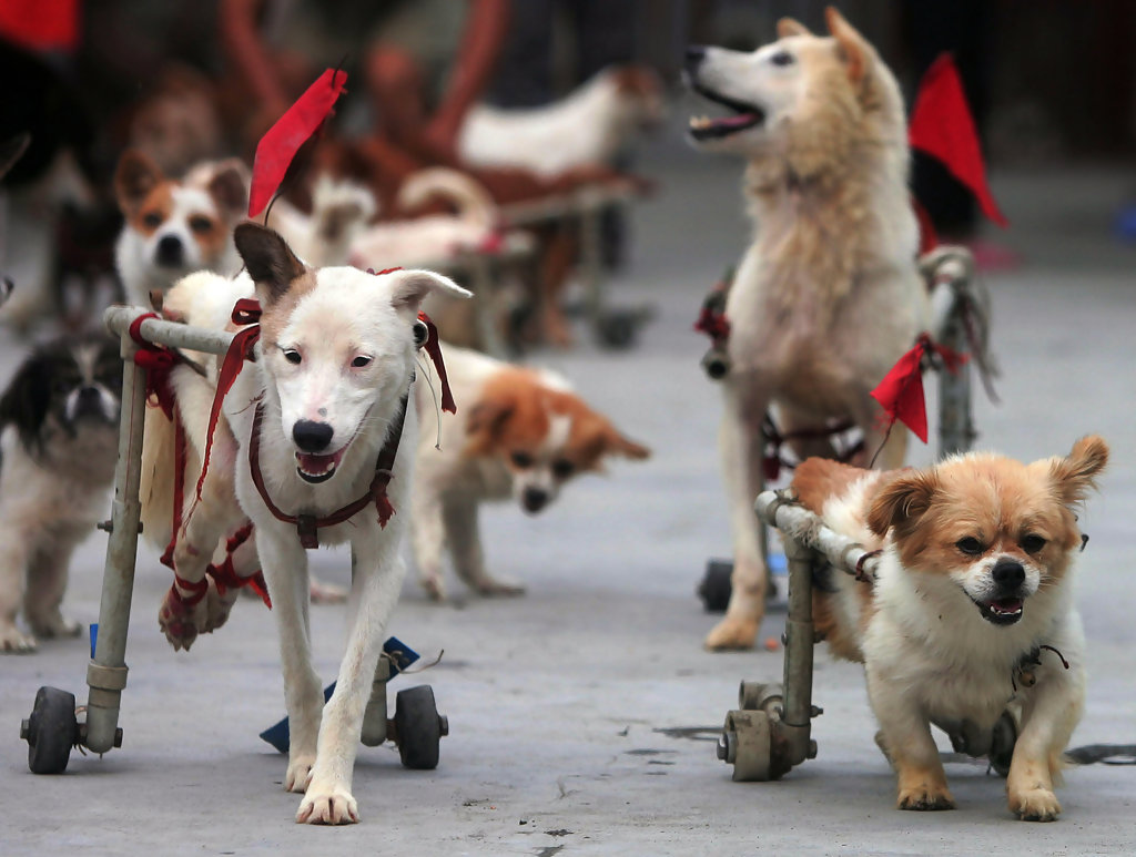 disabled dogs marathon
