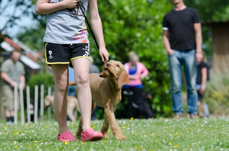 dog training with treats