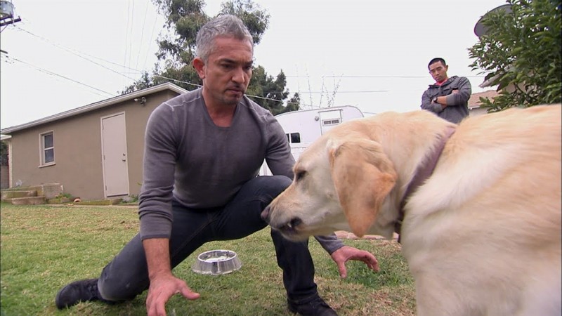 dominance theory in dog training