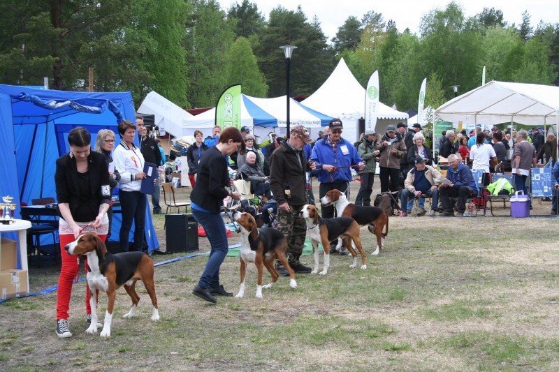 local dog show