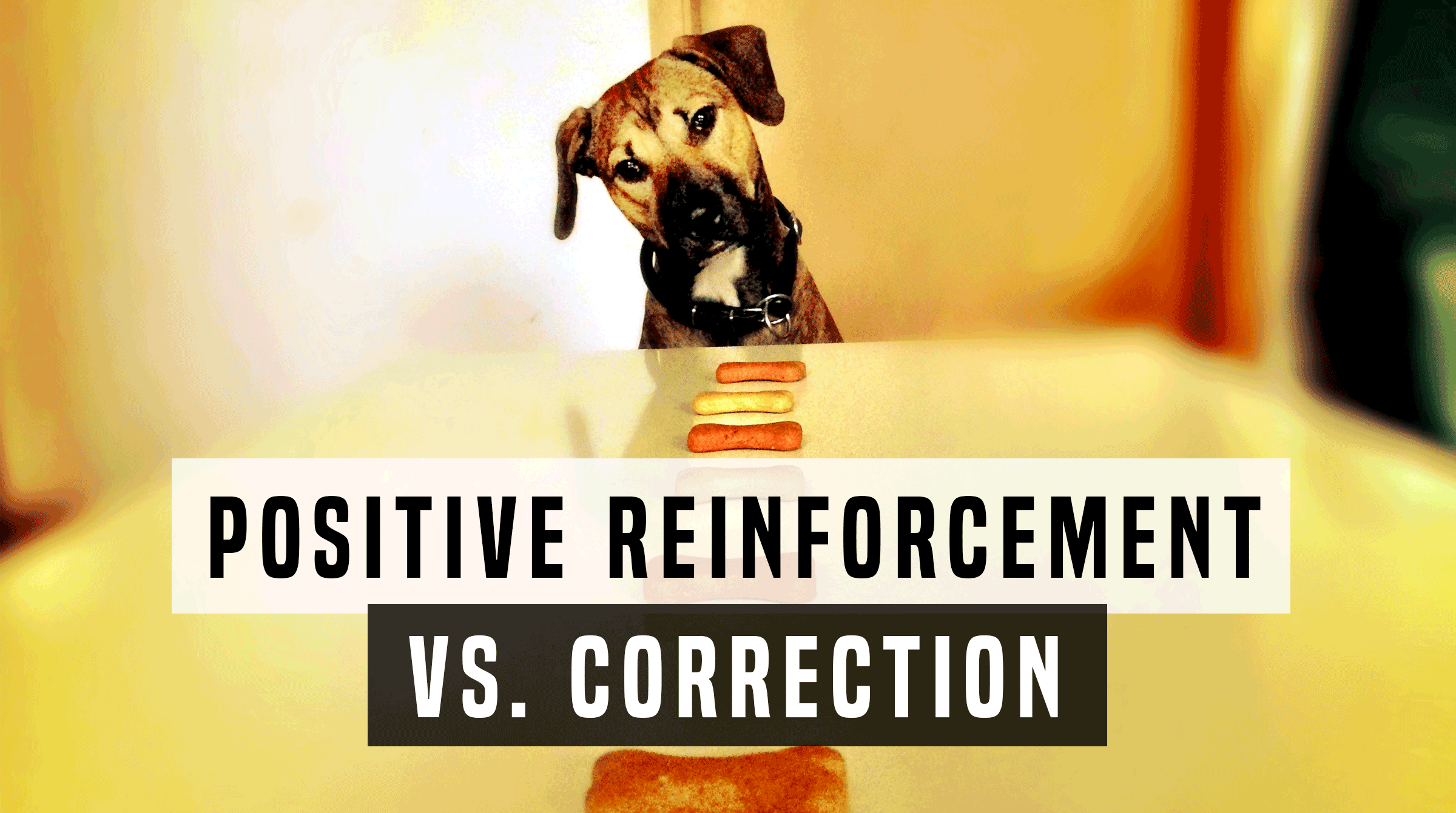 Positive Reinforcement vs. Correction — The Raging Debate