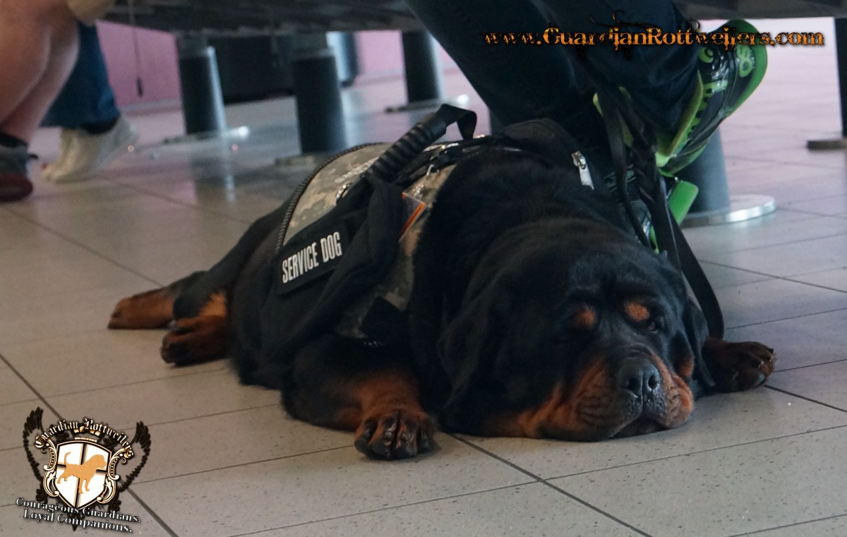 rottweiler service