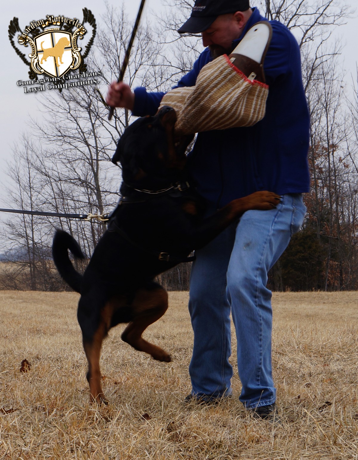 Guardian Rottweilers Ocho protection