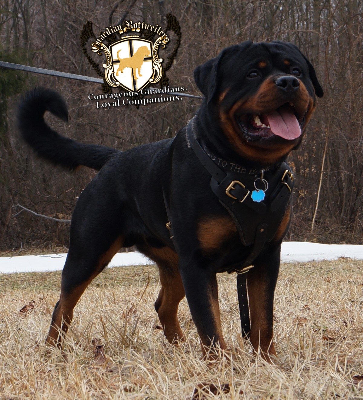 guardian rottweilers ocho