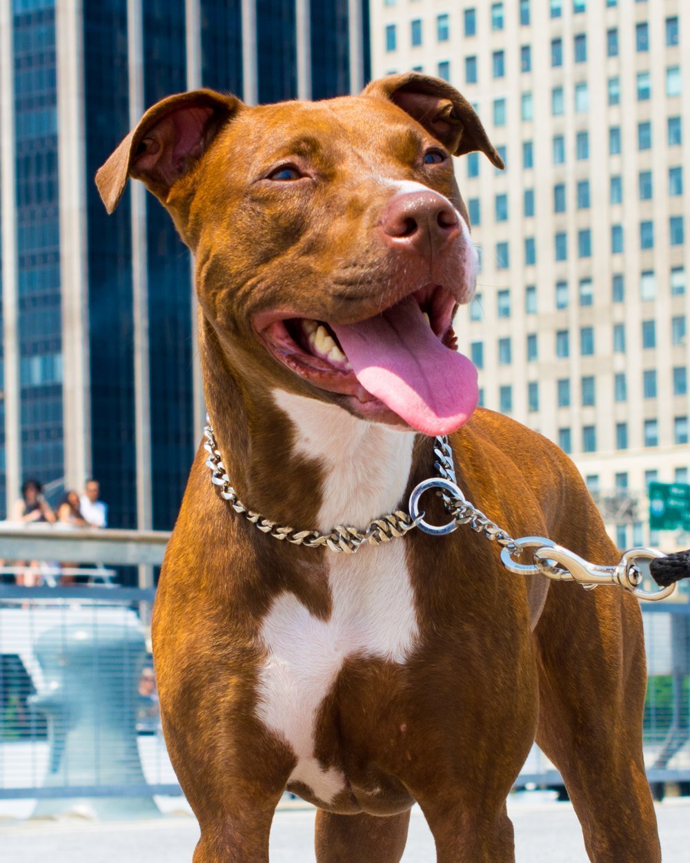 5 Best Pitbull Collars For Bullies, Mastiffs & Large Dogs