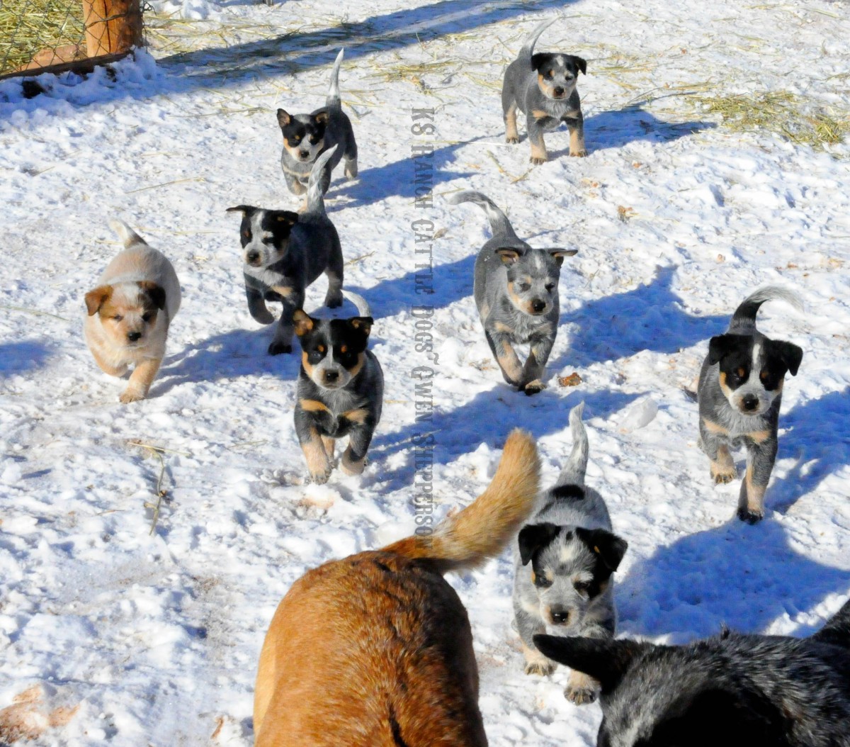 Interview Gwen Shepperson, Australian Cattle Dog breeder