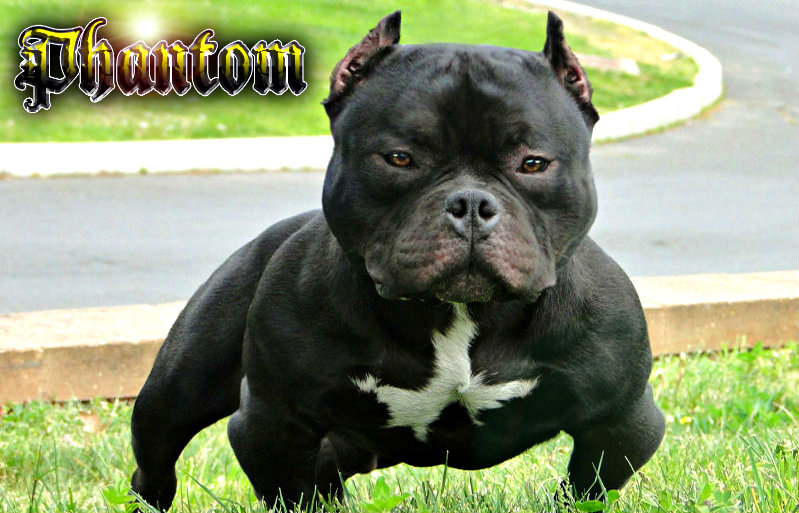 smallest american bully