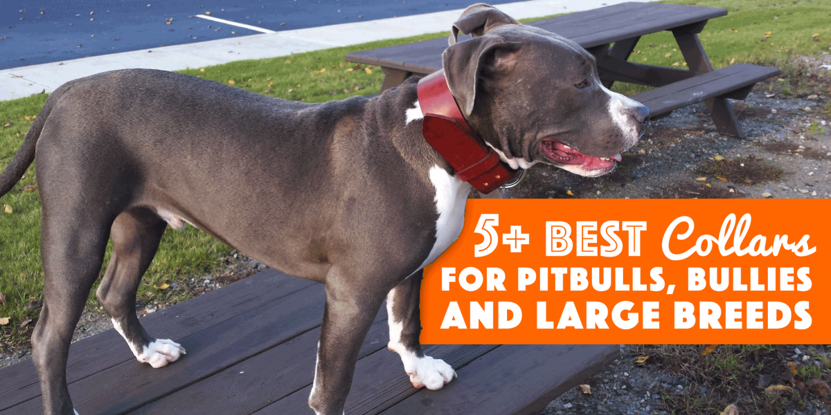 good collars for pitbulls