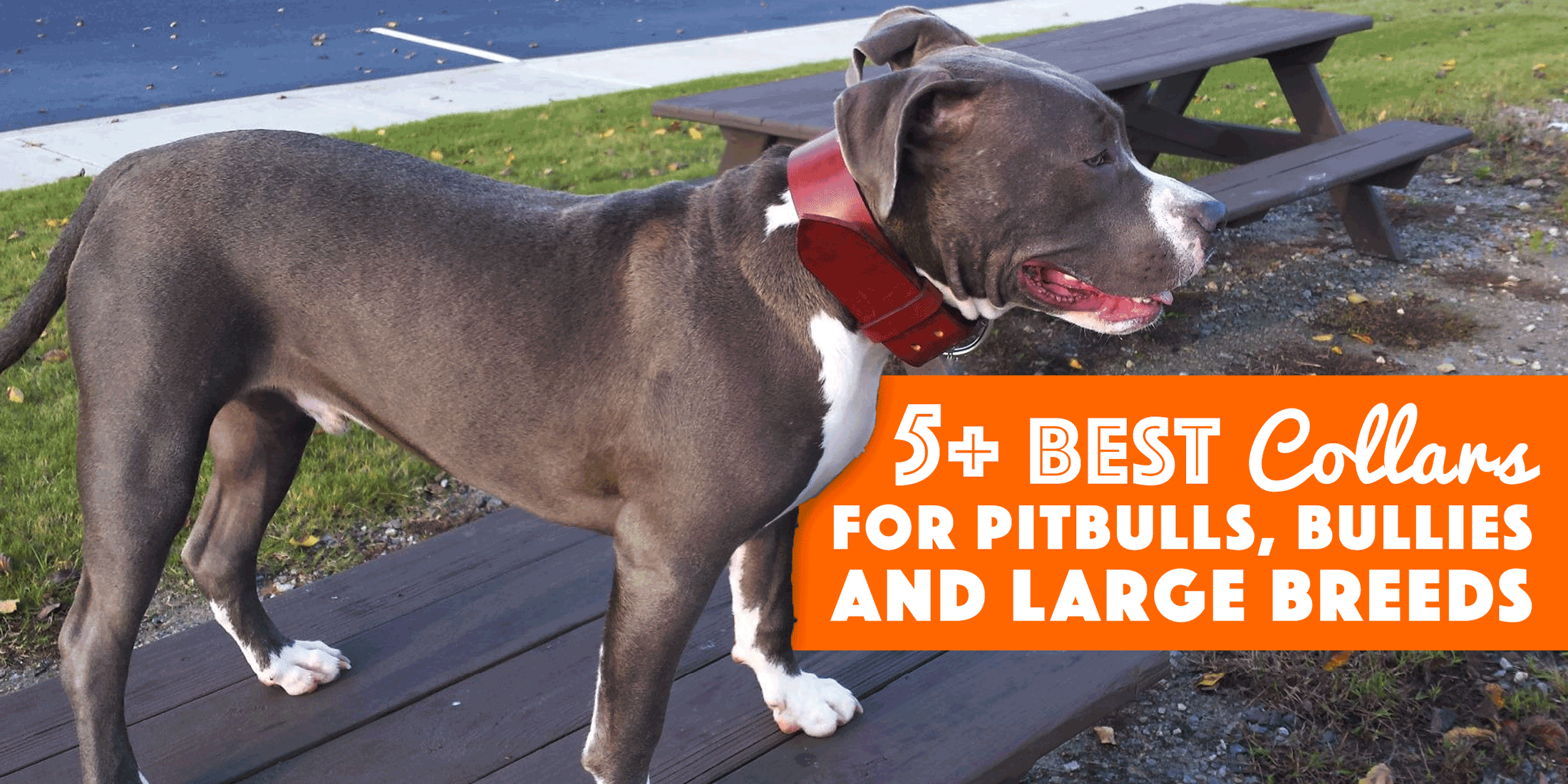 5 Best Pitbull Collars For Bullies 
