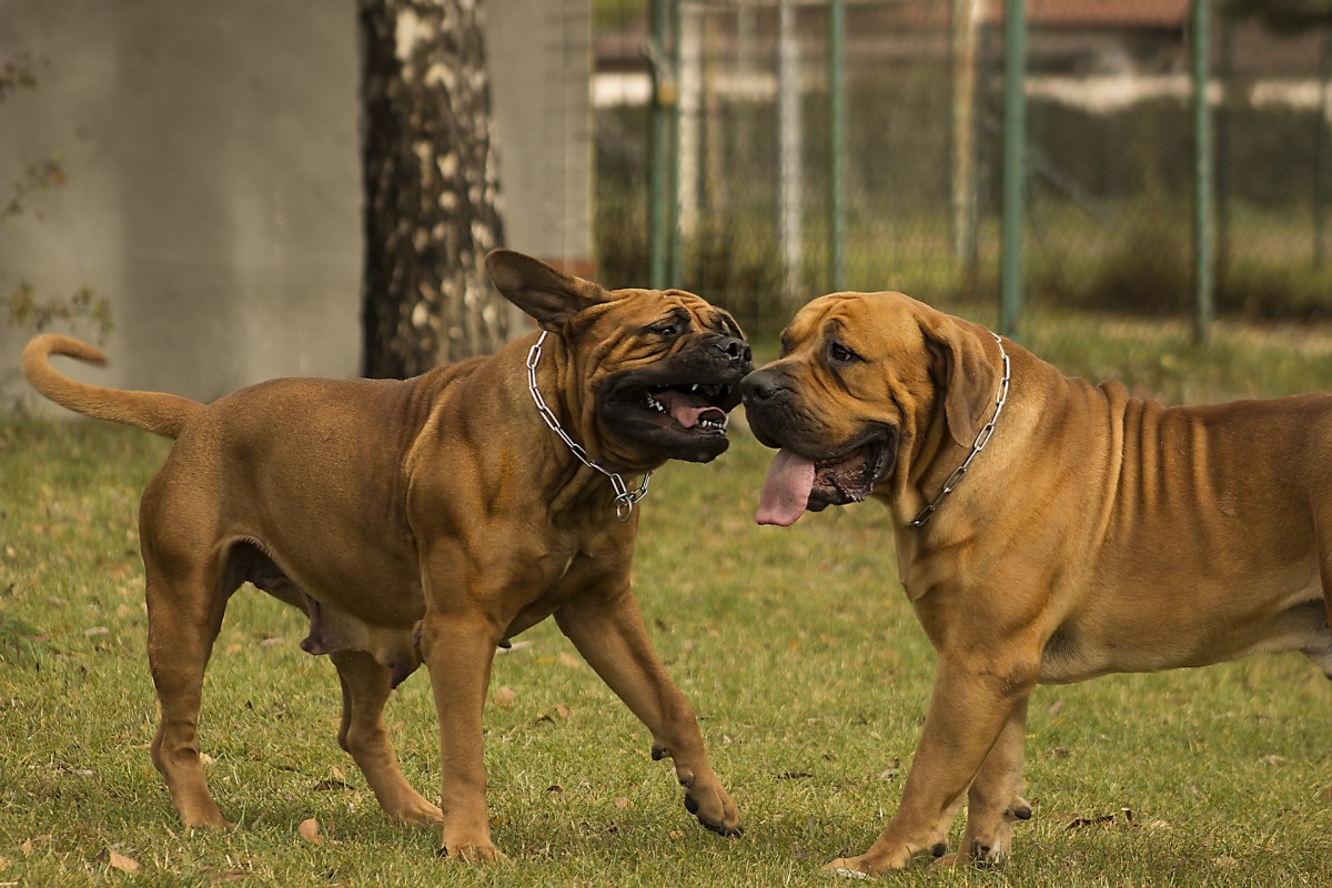 boerboel playing breeding