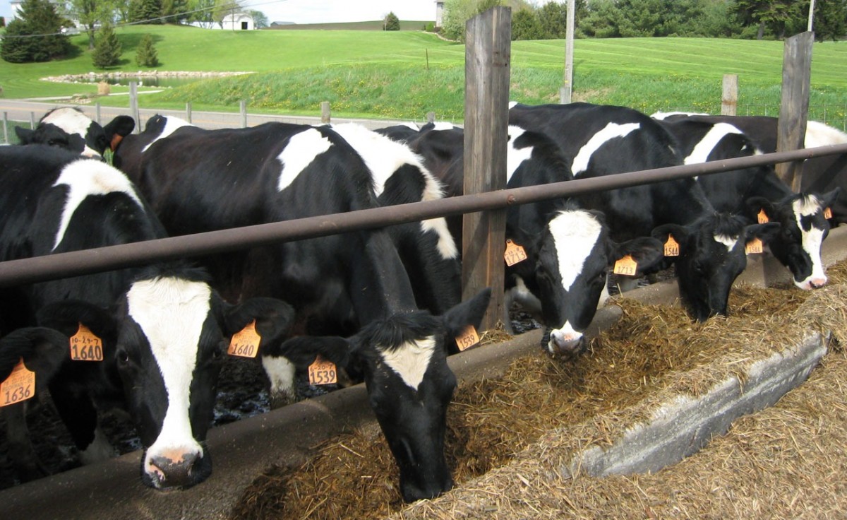 feeding cattle