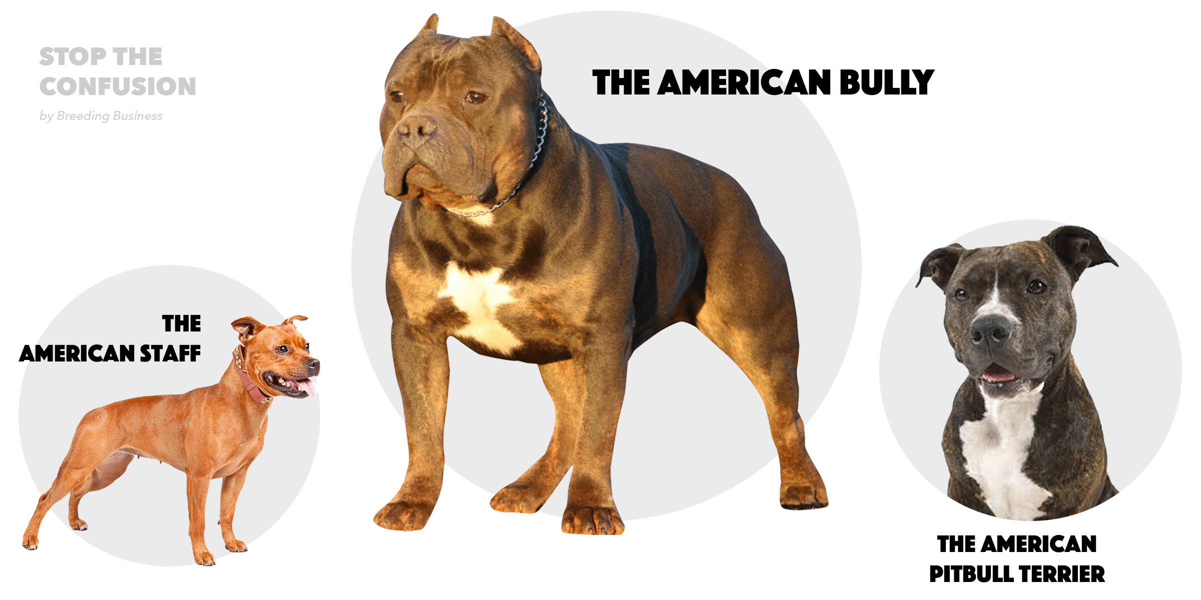 difference between american bulldog and pitbull
