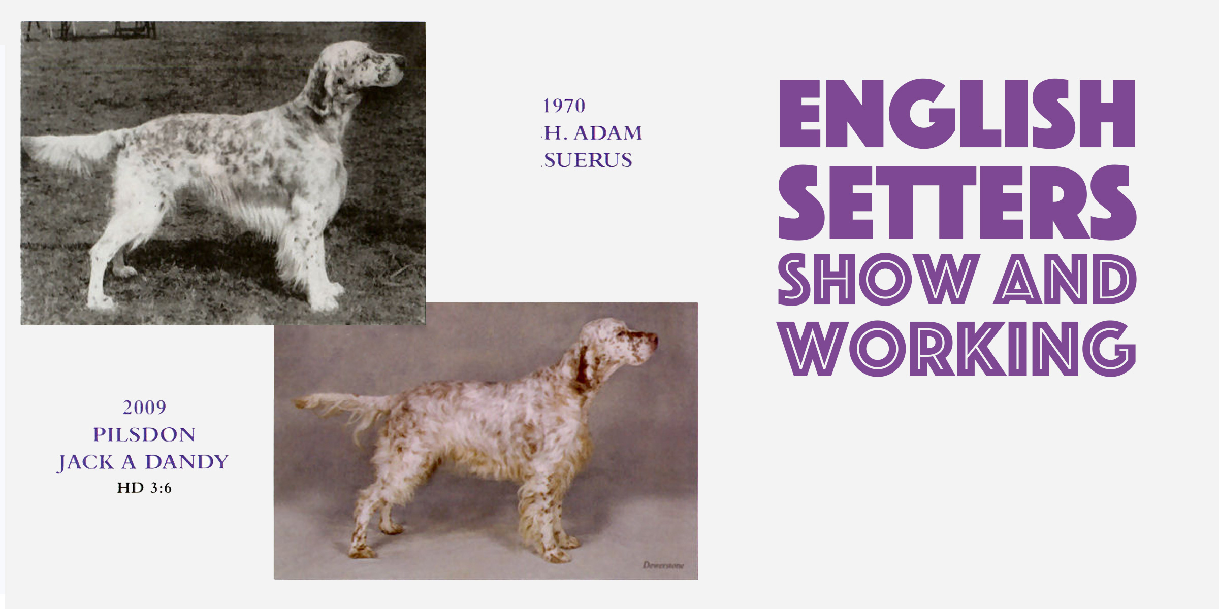 English Setters: Show \u0026 Working Types