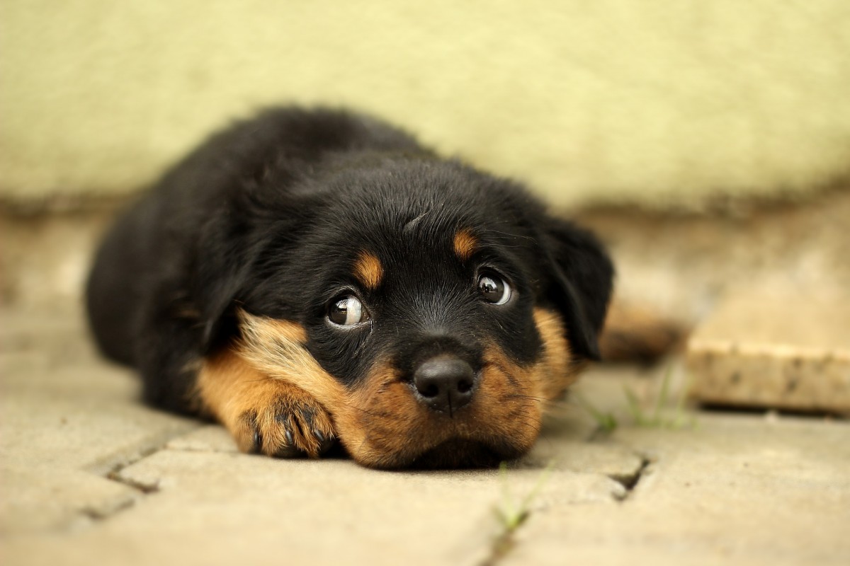 sad puppy rottweiler