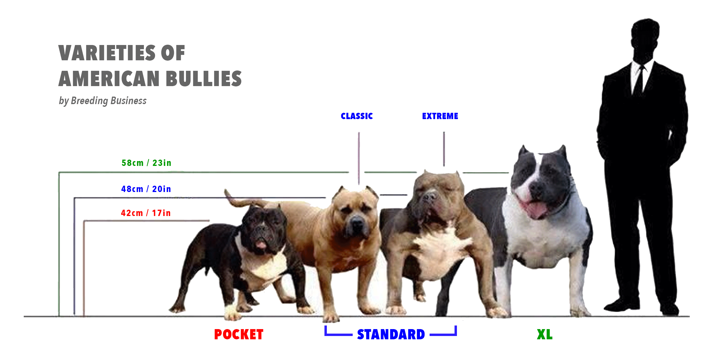 Classic American Bully Weight