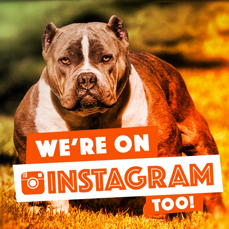 follow us on instagram