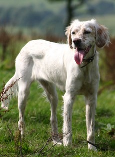 english setter working