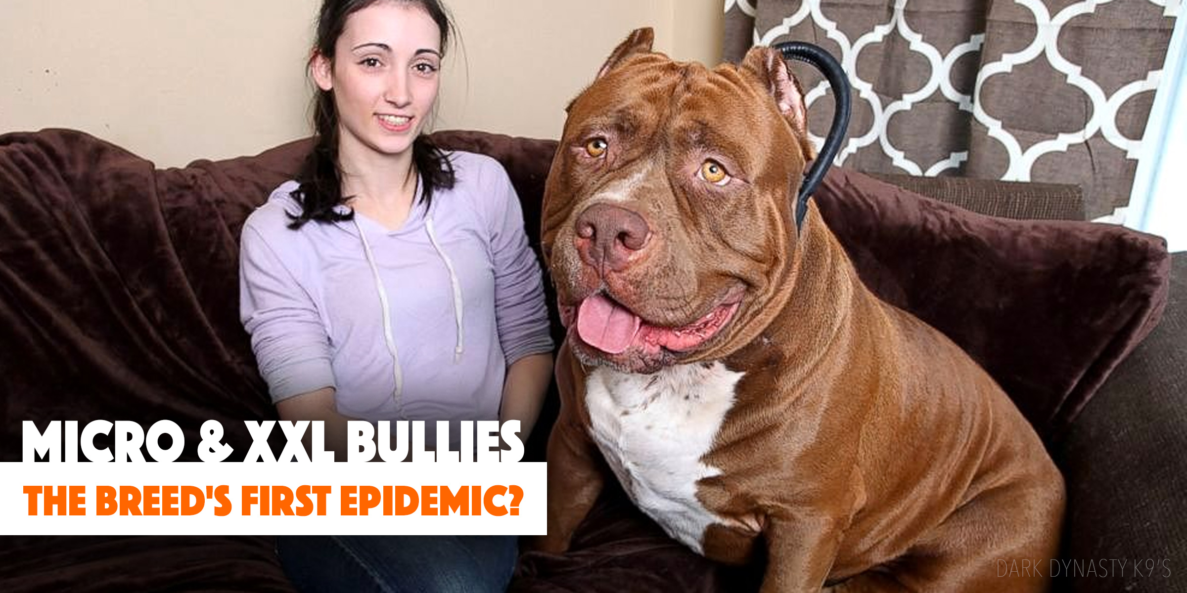 Micro Xxl Bullies Is This The Breed S First Epidemics