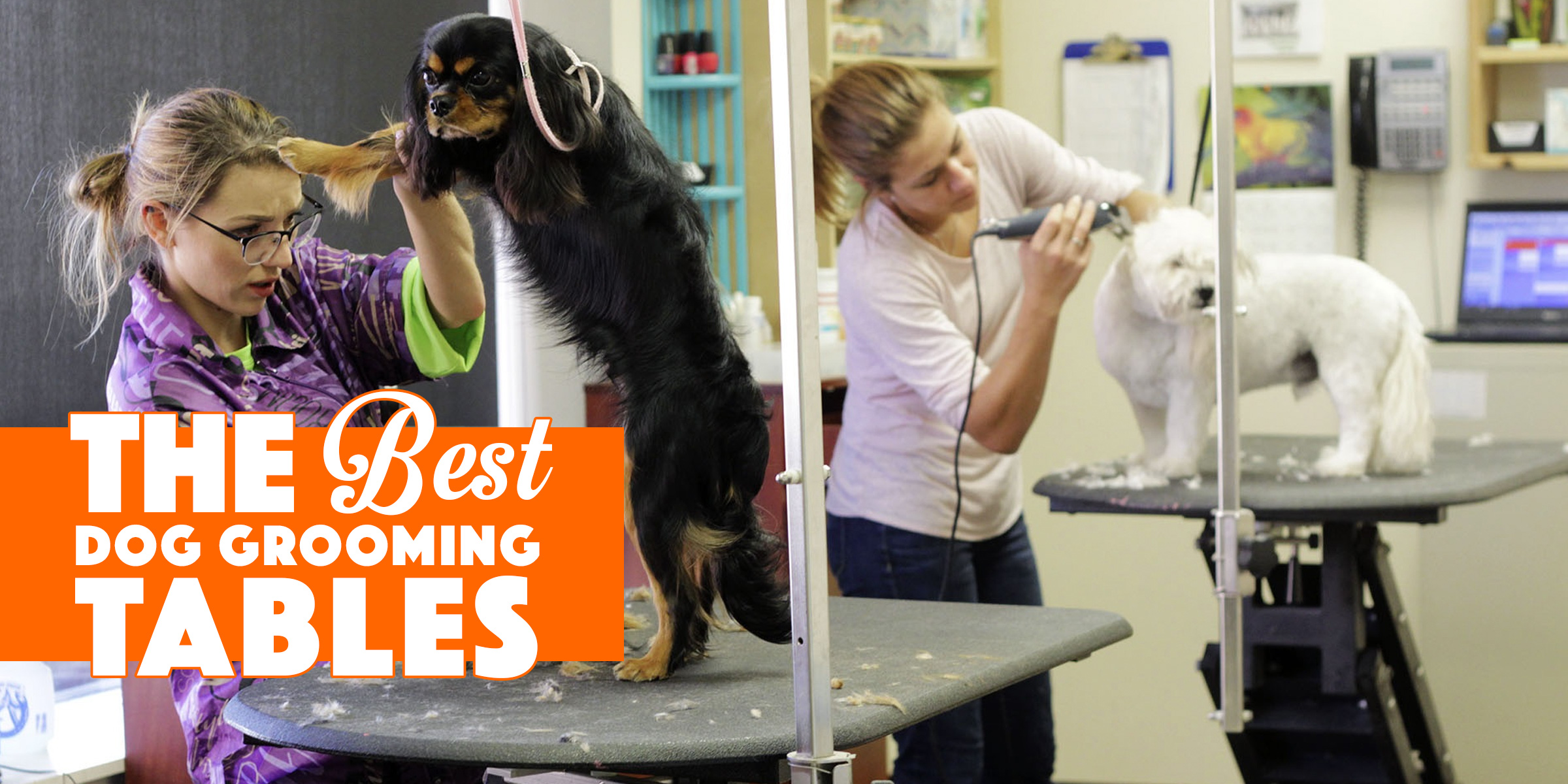 top rated dog groomers in my area