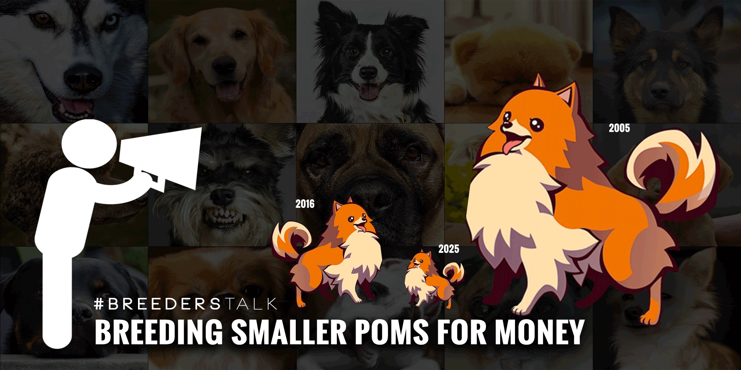 Debate Breeding Smaller Pomeranians For More Money