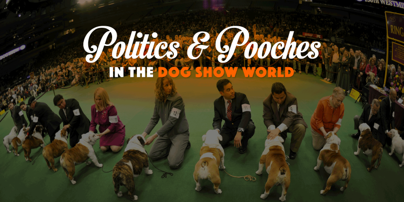 Politics & Pooches in the dog show world.