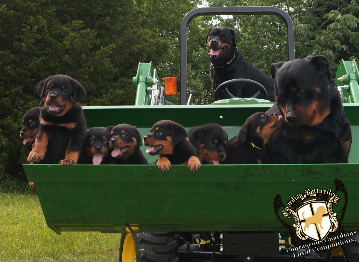 rottweiler puppies truck farm