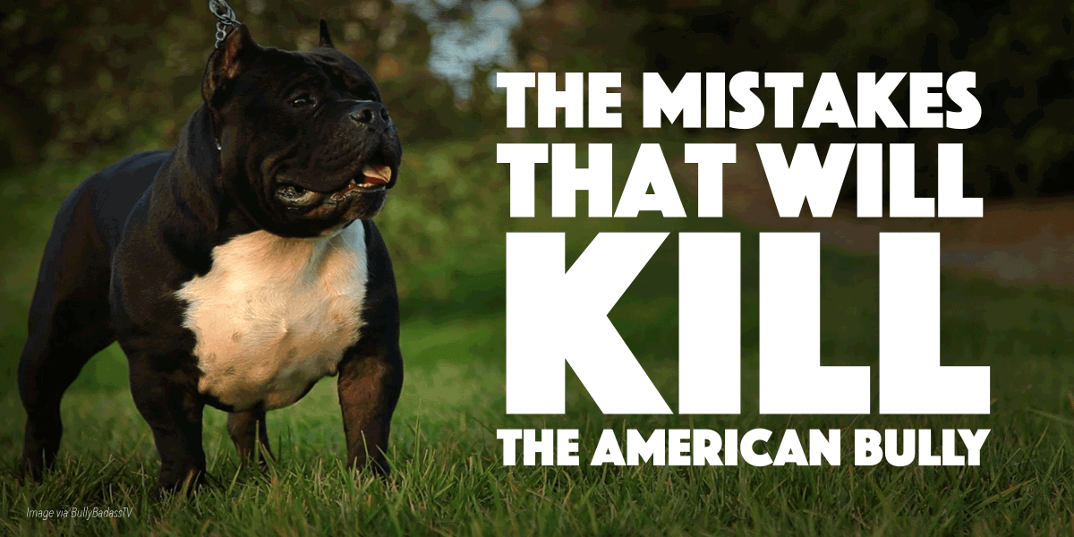 official bully breed list