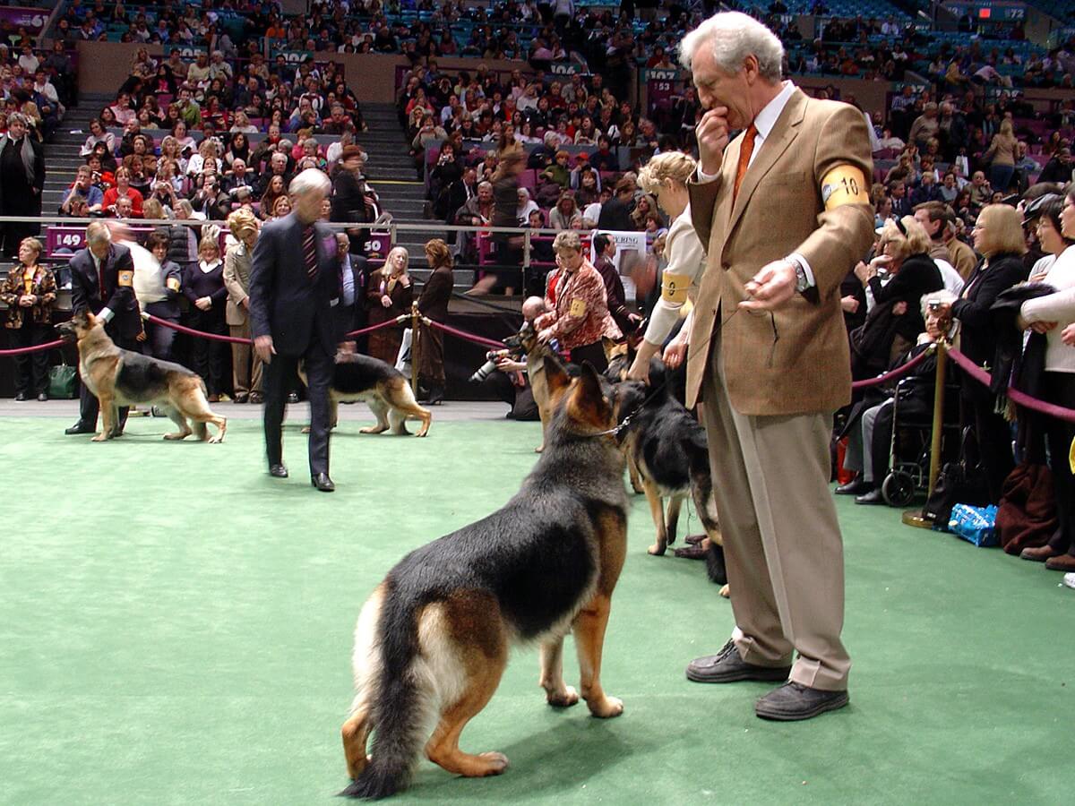 German Shepherds WKC dog show