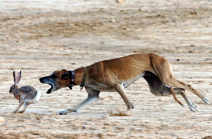 Sloughi / Berber Greyhound / Sloughi Moghrebi