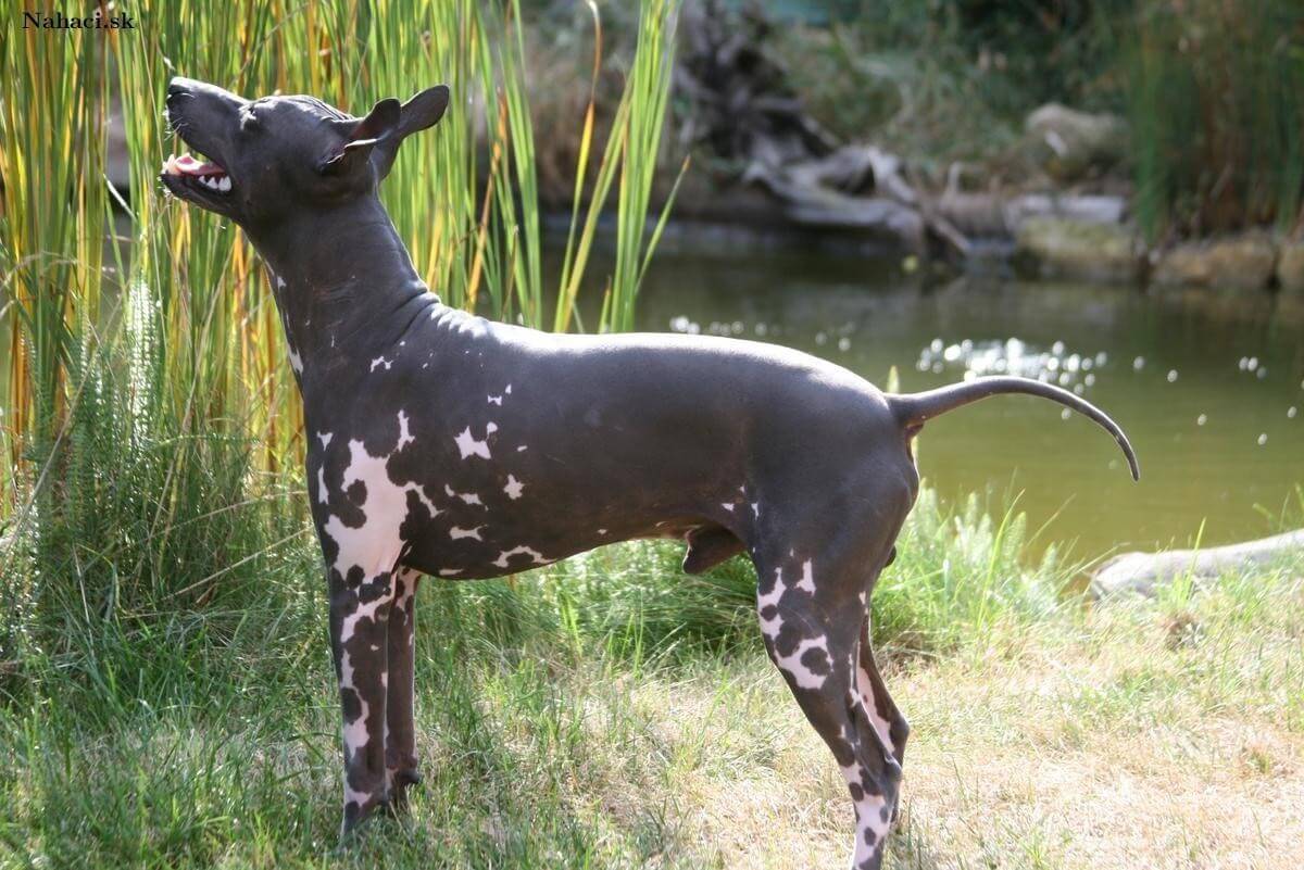 american hairless terrier akc