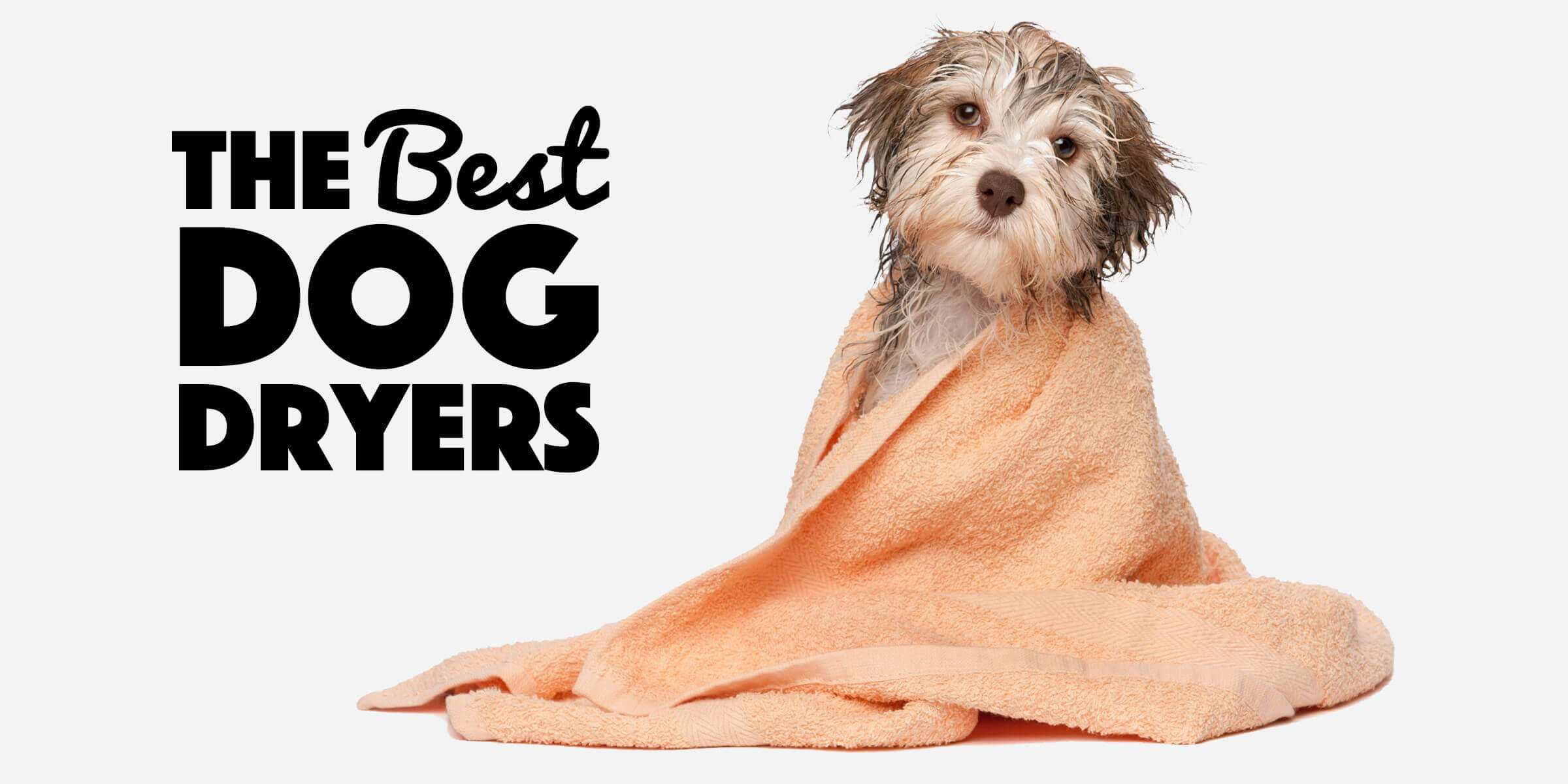 10 Best Dog Dryers for Pros – Cage 