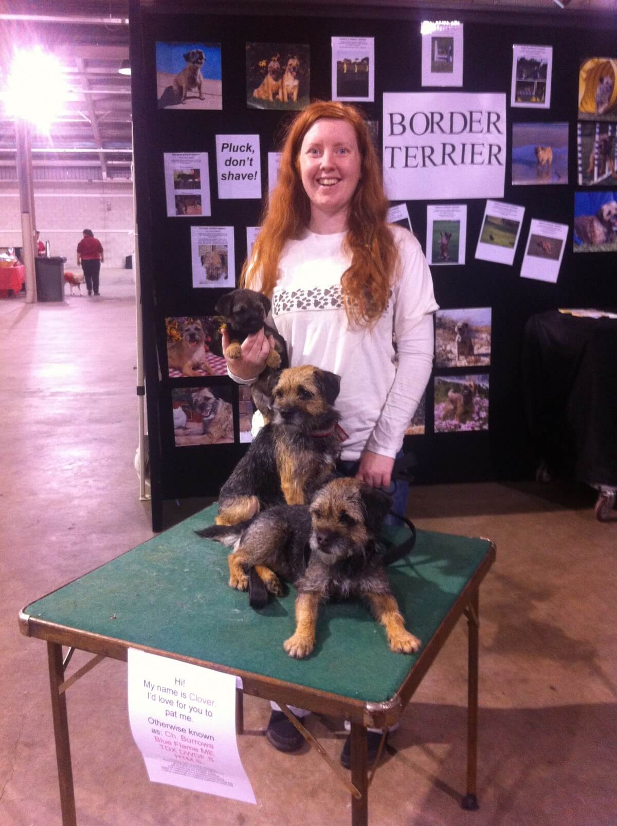 border terrier dog show